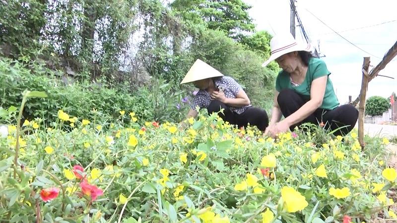 Trồng mới trên 45km 